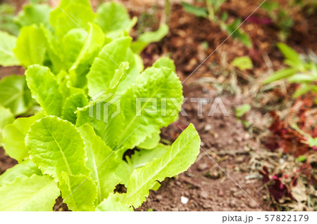 Agricultural field with green leaf lettuce salad 57822179