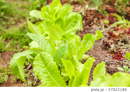 Agricultural field with green leaf lettuce salad 57822180