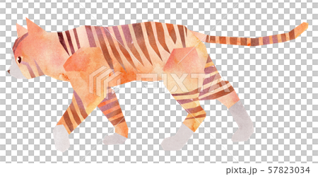 Tea tiger, socks, walking 57823034