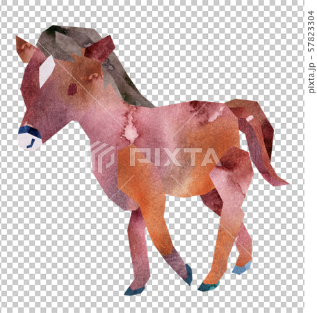 Horse walking 57823304