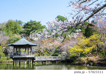 成田山公園 浮御堂 桜 春 (千葉県成田市) 2019年4月 成田山公園 浮御堂 桜 春 (千葉県成田市) 2019年4月 57823311