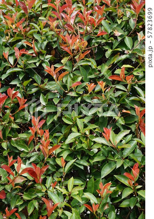 赤目の写真素材