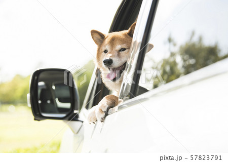 犬　車　ドライブ 57823791