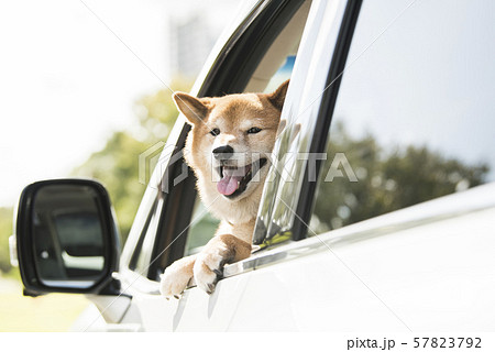 犬 車 ドライブ 犬 車 ドライブ 57823792