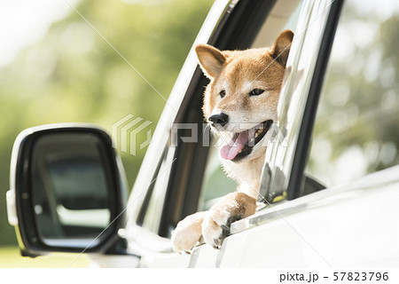 犬 車 ドライブの写真素材