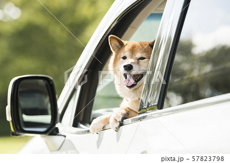 犬 車 ドライブの写真素材