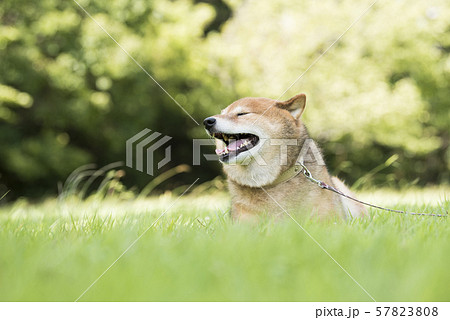 風を感じる柴犬 57823808