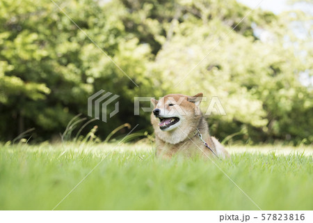 風を感じる柴犬 57823816