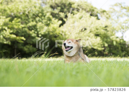 風を感じる柴犬 風を感じる柴犬 57823826