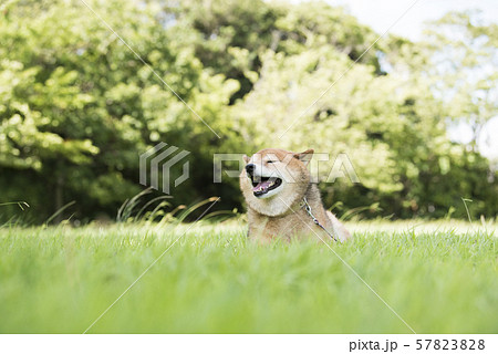 風を感じる柴犬 風を感じる柴犬 57823828