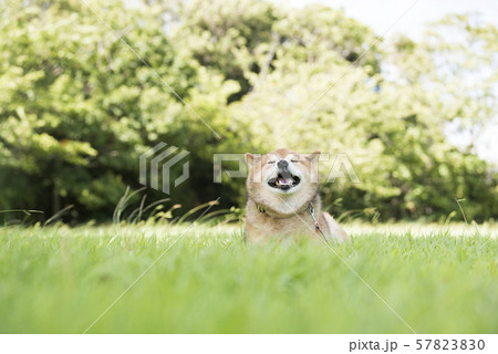 風を感じる柴犬 風を感じる柴犬 57823830