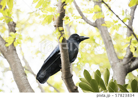 カラス カラス 57823834