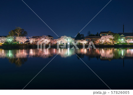 八鶴湖 夜桜ライトアップ (千葉県東金市) ※2018年春 八鶴湖 夜桜ライトアップ (千葉県東金市) ※2018年春 57826005