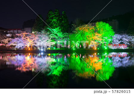 八鶴湖 夜桜ライトアップ (千葉県東金市) ※2018年春 八鶴湖 夜桜ライトアップ (千葉県東金市) ※2018年春 57826015