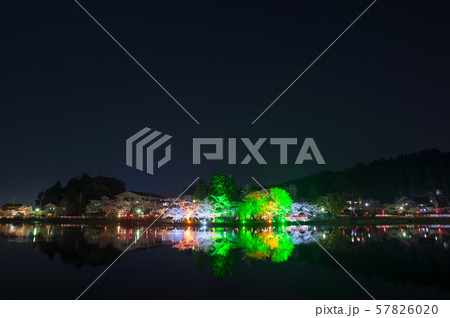 八鶴湖 夜桜ライトアップ （千葉県東金市） ※2018年春 57826020