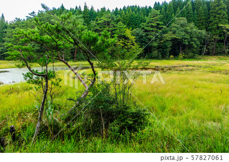 樫原湿原　【佐賀県唐津市】 57827061