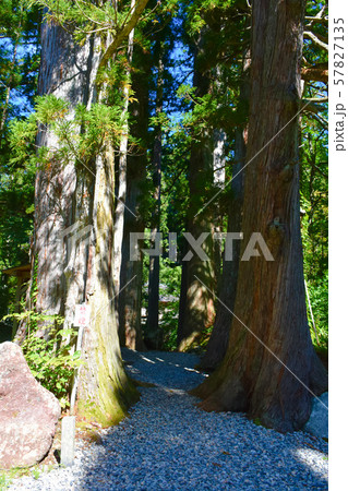 白山中居神社　参道の巨木杉 57827135