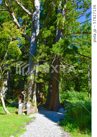 白山中居神社　参道の巨木杉 57827136