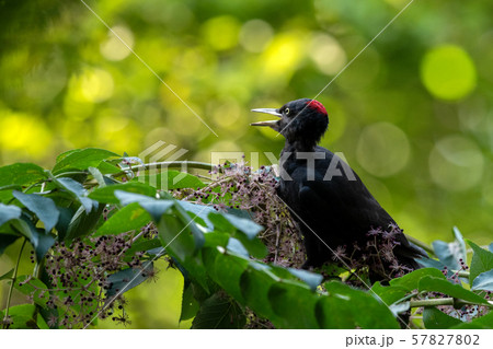 秋のクマゲラ 57827802