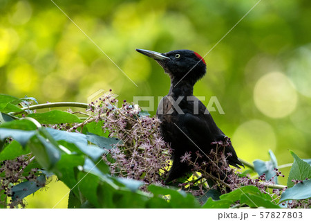 秋のクマゲラ 57827803