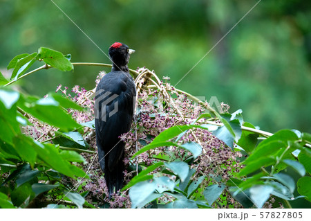 秋のクマゲラ 秋のクマゲラ 57827805