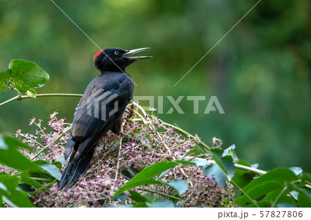 秋のクマゲラ 57827806