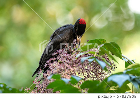 秋のクマゲラ 秋のクマゲラ 57827808