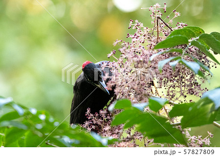 秋のクマゲラ 秋のクマゲラ 57827809