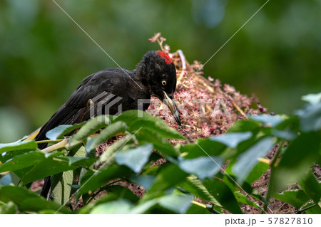 秋のクマゲラ 秋のクマゲラ 57827810