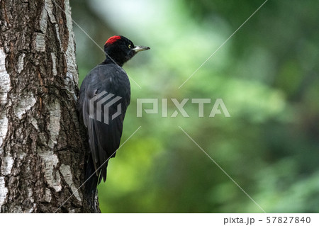 秋のクマゲラ 秋のクマゲラ 57827840