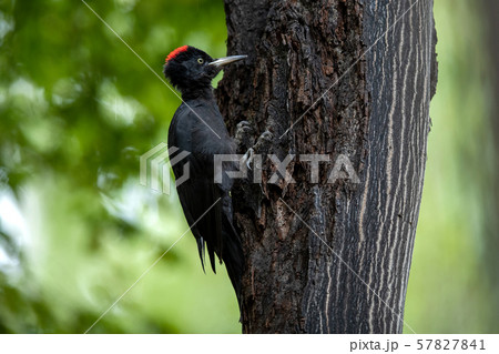 秋のクマゲラ 57827841
