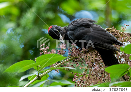 秋のクマゲラ 秋のクマゲラ 57827843