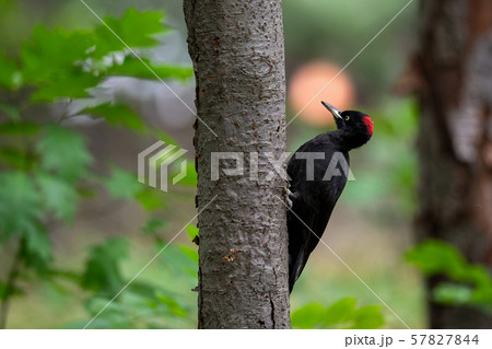 秋のクマゲラ 57827844
