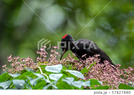 秋のクマゲラ 57827880