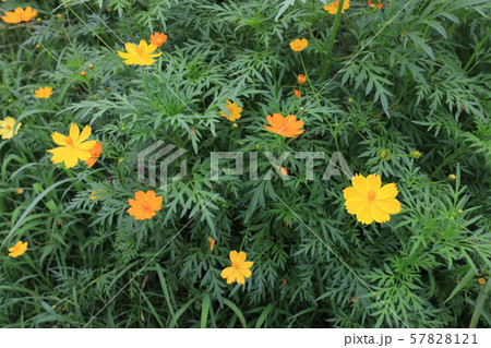 キバナコスモス 57828121