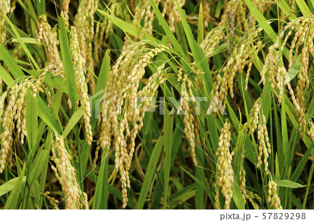 稲穂 57829298