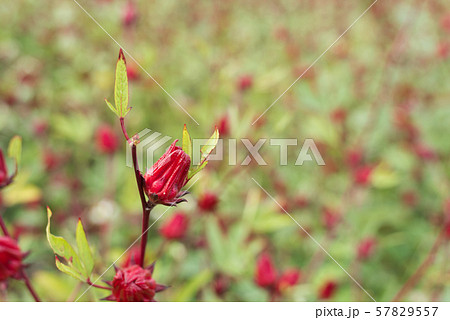 red roselle flowers red roselle flowers 57829557