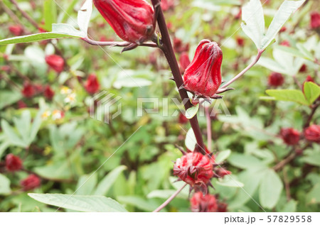 red roselle flowers 57829558