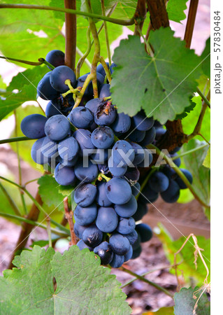 Grapes Black Color Grapes Black Color 57830484