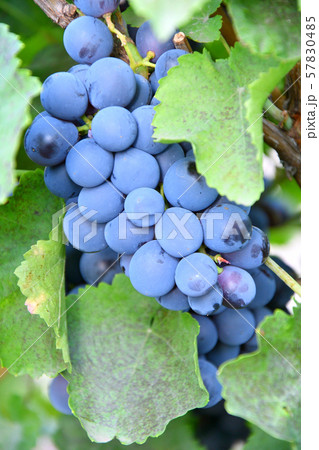 Grapes Black Color Grapes Black Color 57830485