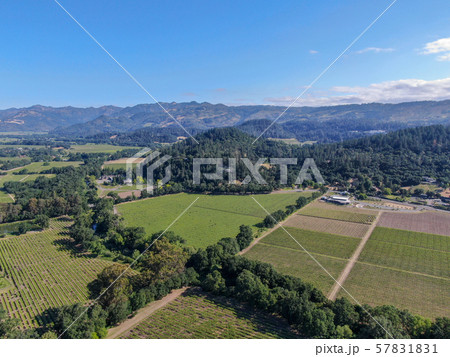 Aerial view of vineyard in Napa Valley during summer season Aerial view of vineyard in Napa Valley during summer season 57831831