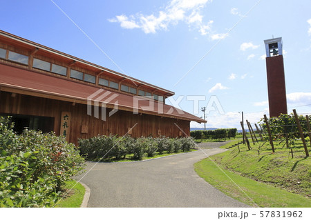 ぶどう畑 北海道  ぶどう畑 北海道  57831962