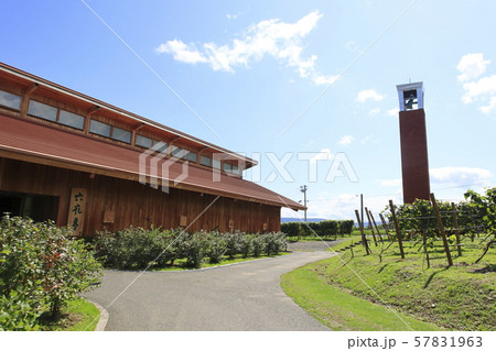 ぶどう畑　北海道　 57831963