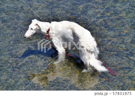 犬 ボルゾイ 水浴びの写真素材
