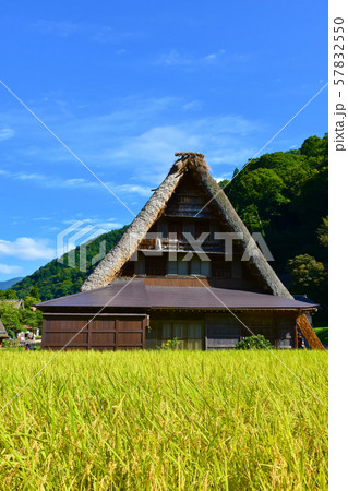 五箇山　菅沼合掌造り集落　稲穂 57832550