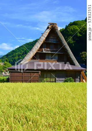 五箇山　菅沼合掌造り集落　稲穂 57832551
