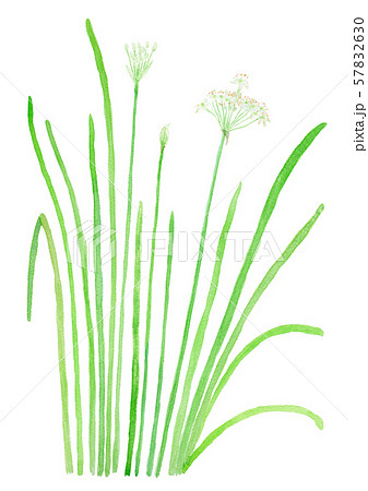Allium tuberosum ニラの花 Allium tuberosum ニラの花 57832630