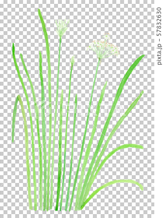 Allium tuberosum ニラの花 Allium tuberosum ニラの花 57832630