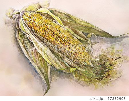 トウモロコシ リアル 水彩画のイラスト素材