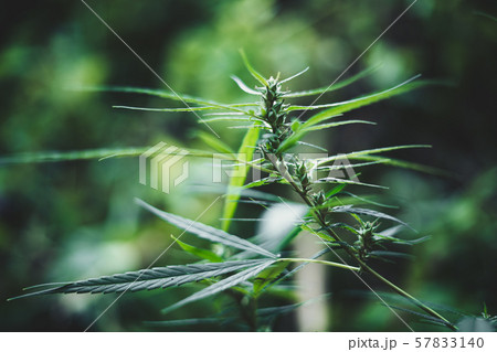Male and female hemp flowers cannabis sativa  57833140